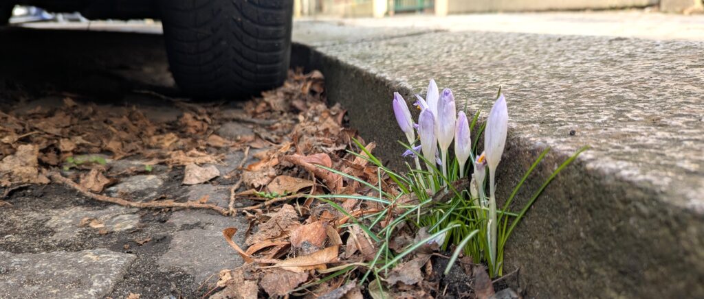 Krokusse am Straßenrand